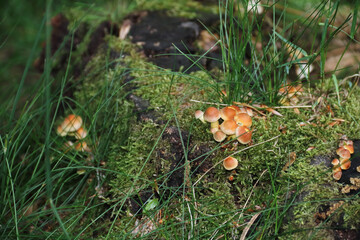 Ziegelroter Schwefelkopf