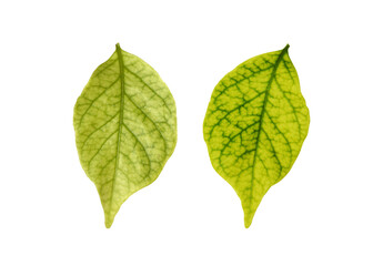 green leaves isolated