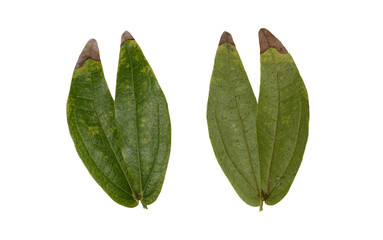 green leaves isolated