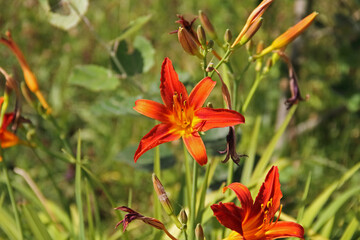 Feuerlilie © Asray Laleike