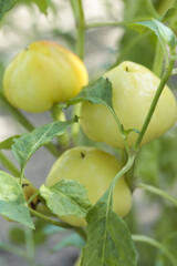 Ripe homegrown yellow paprika in the garden	