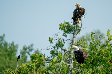 two American bald eagles perched in tree in Minnesota
