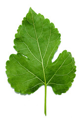 green leaf