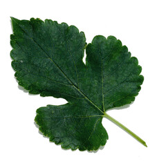 green leaf isolated on white