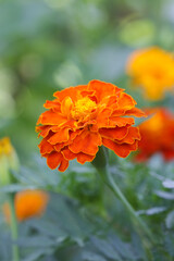 French orange marigold flower (Tagetes) in full bloom