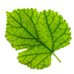 green leaf isolated on white