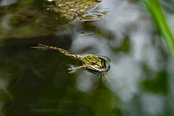 Teichfrosch