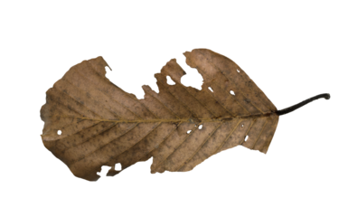 Dried Leaf