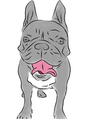 Ilustration od grey french bulldog with pink tongue 