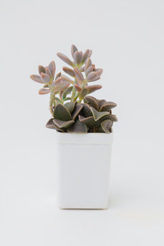 Graptosedum francesco baldi and lenophyllum guttatum in white pot on white background