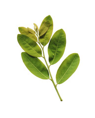 green leaves isolated