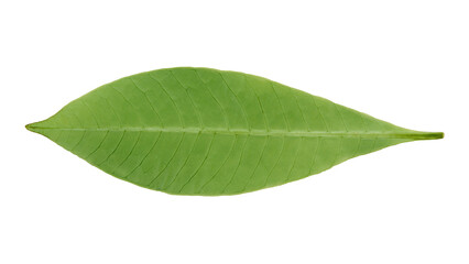 green leaf on white