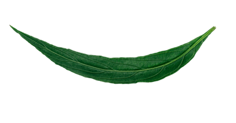 front and back of long green leaves of a tropical plant isolated on white background.