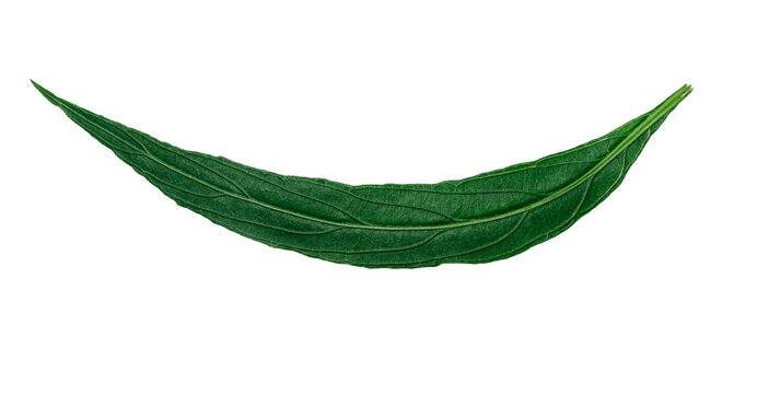 Single long green leaf isolated on white background