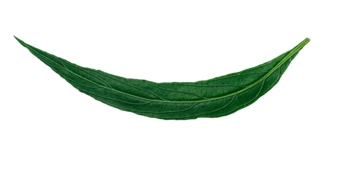 front and back of long green leaves of a tropical plant isolated on white background.