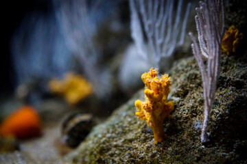 Underwater fauna