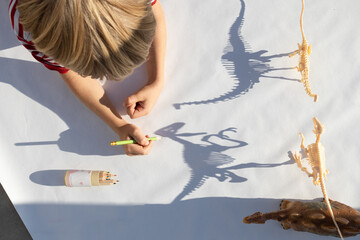child traces with a pencil contrasting shadows from the skeletons of toy dinosaurs. drawing by a...