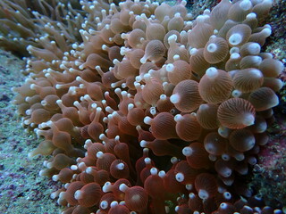 海の中の赤いサンゴイソギンチャク