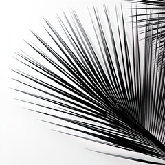 Obraz premium abstraction palm leaves, black and white on white background.