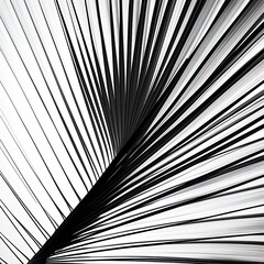 Obraz premium abstraction palm leaves, black and white on white background.
