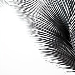Obraz premium abstraction palm leaves, black and white on white background.