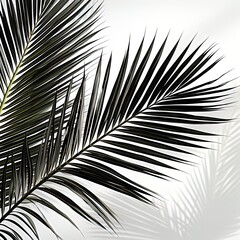 Obraz premium abstraction palm leaves, black and white on white background.