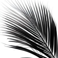 Obraz premium abstraction palm leaves, black and white on white background.