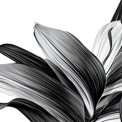 abstraction banana leaves, black and white on white background.