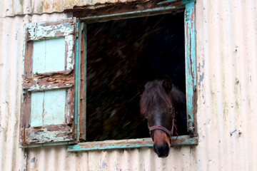 horse in window