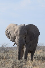 Fototapeta na wymiar Bull Elephant on Safari