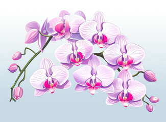 Pink and beige Orchid purple flowers, Orchid stems, orchid flower texture.