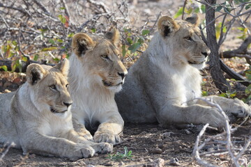 Three lion cubs