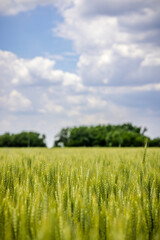 Fototapeta premium green wheat field