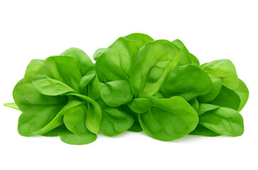 Bundle of fresh spinach isolated on white background