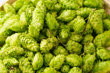 Fresh hops on a monochromatic background