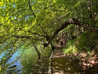 Fototapeta premium Wooden paths and walkways along the lakes and through the forest in the Plitvice Lakes National Park - Plitvica, Croatia (Drvene staze i šetnice u Nacionalnom parku Plitvička jezera - Hrvatska)
