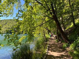 Fototapeta premium Wooden paths and walkways along the lakes and through the forest in the Plitvice Lakes National Park - Plitvica, Croatia (Drvene staze i šetnice u Nacionalnom parku Plitvička jezera - Hrvatska)