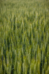 field of wheat in the summer background