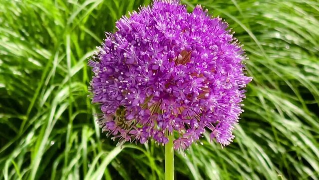 Beautiful allium flowers and bees in summer garden in the English countryside, nature and gardening, slow motion