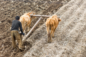 NORTH KOREA: farmer ploughs a field with ox cart in poor countryside, between Sinuiju and...
