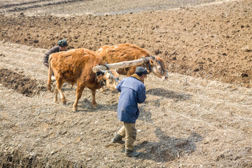NORTH KOREA: farmers plough a field with ox cart in poor countryside, between Sinuiju and Pyongyang, Democratic Peoples's Republic of Korea (DPRK)