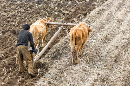 NORTH KOREA: farmer ploughs a field with ox cart in poor countryside, between Sinuiju and Pyongyang, Democratic Peoples's Republic of Korea (DPRK)