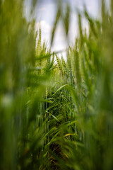 Looking down a wheat field row