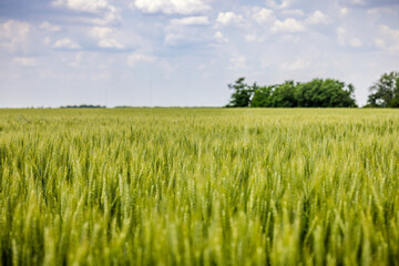 green wheat field