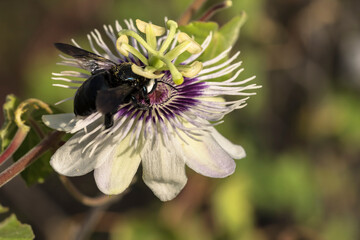 Wildlife close-up: Bumblebee on a passion flower