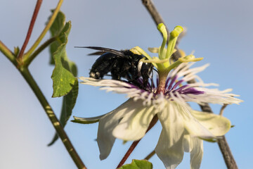 Wildlife close-up: Bumblebee on a passion flower