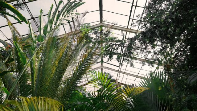 View of tropical greenhouse with evergreen plants, palms, lianas on a sunny day with beautiful light