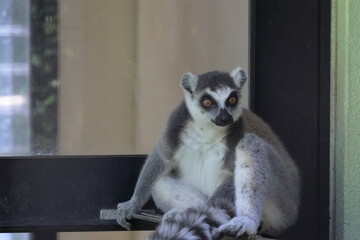 ワオキツネザル