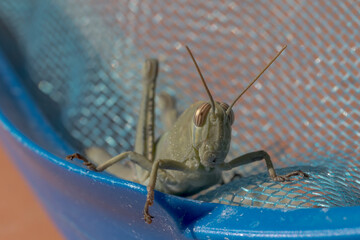 Anacridium aegyptium nymph locust on a blue swimming pool net 