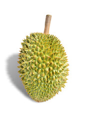 durian king of fruits isolated on white background. This has clipping path.   